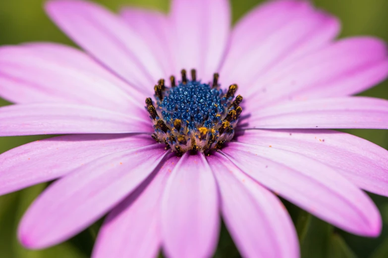 a close up of a purple flower with a green background