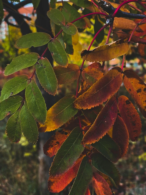 a colorful fall leaves display the autumn colors