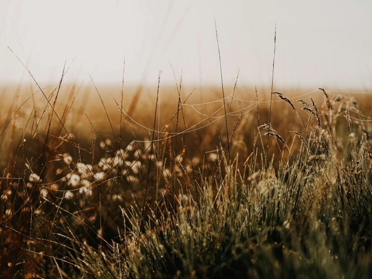 some grass is in a large field during the day