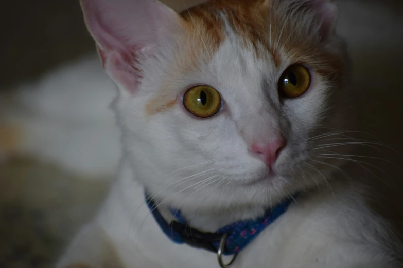 a white and orange cat with green eyes laying down