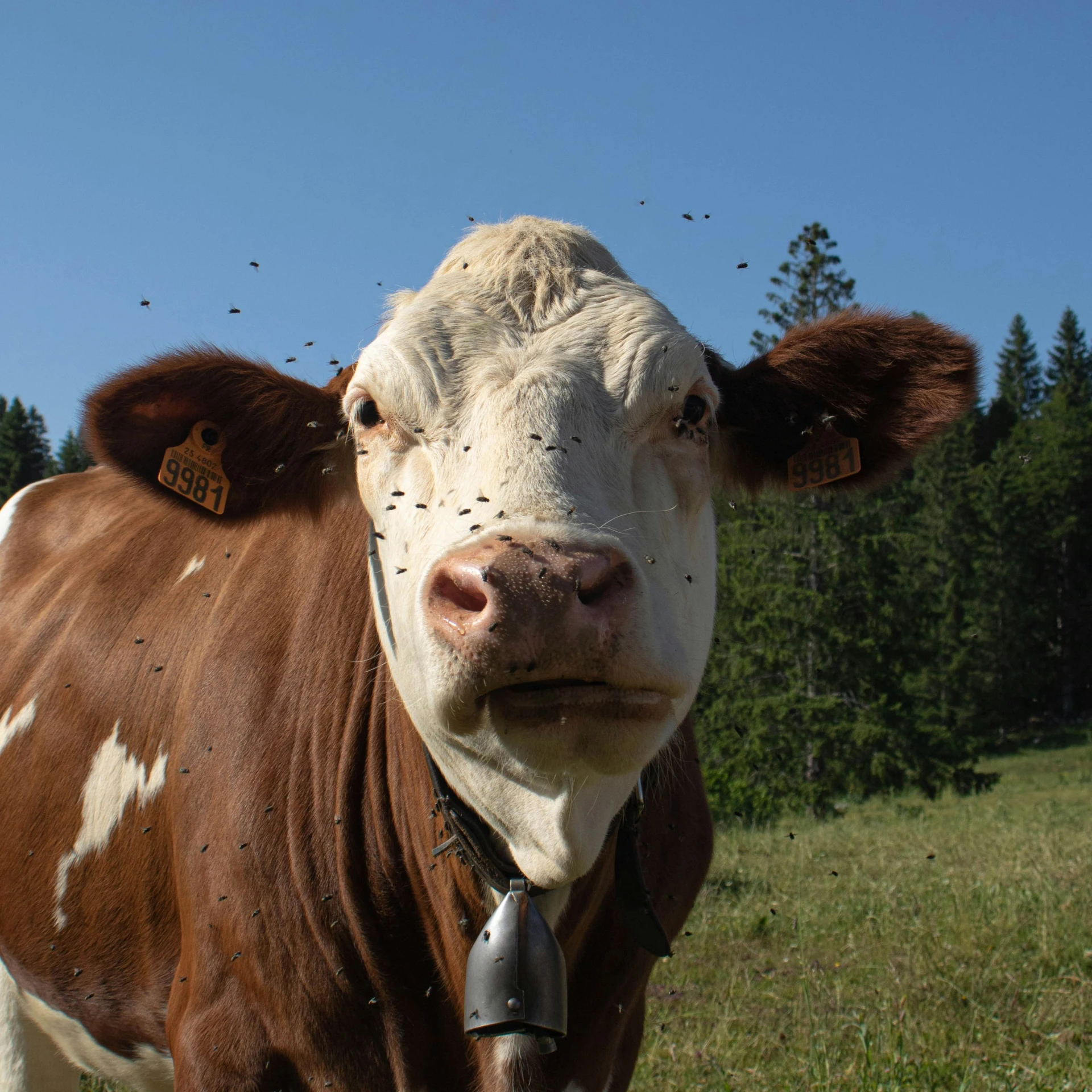 a brown and white cow standing in a field of grass