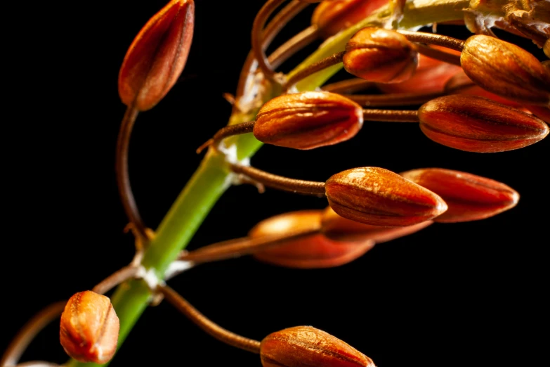 a close - up po of flowers with leaves still in bloom