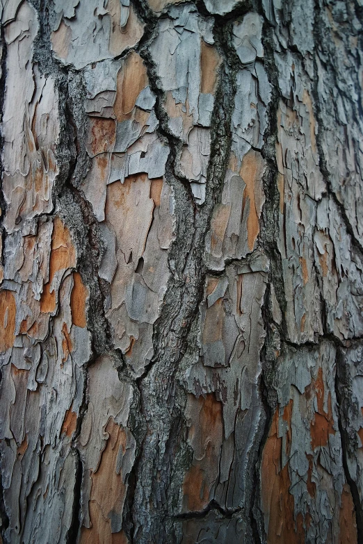 the bark of a pine tree is brown and gray