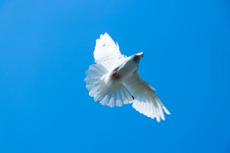 a white bird flying through a blue sky