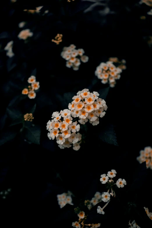 a small cluster of white and orange flowers