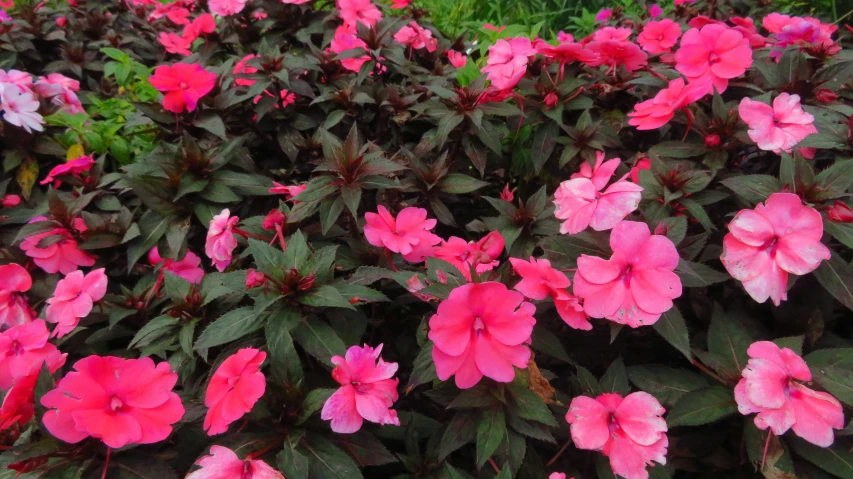 bright pink flowers bloom in the garden