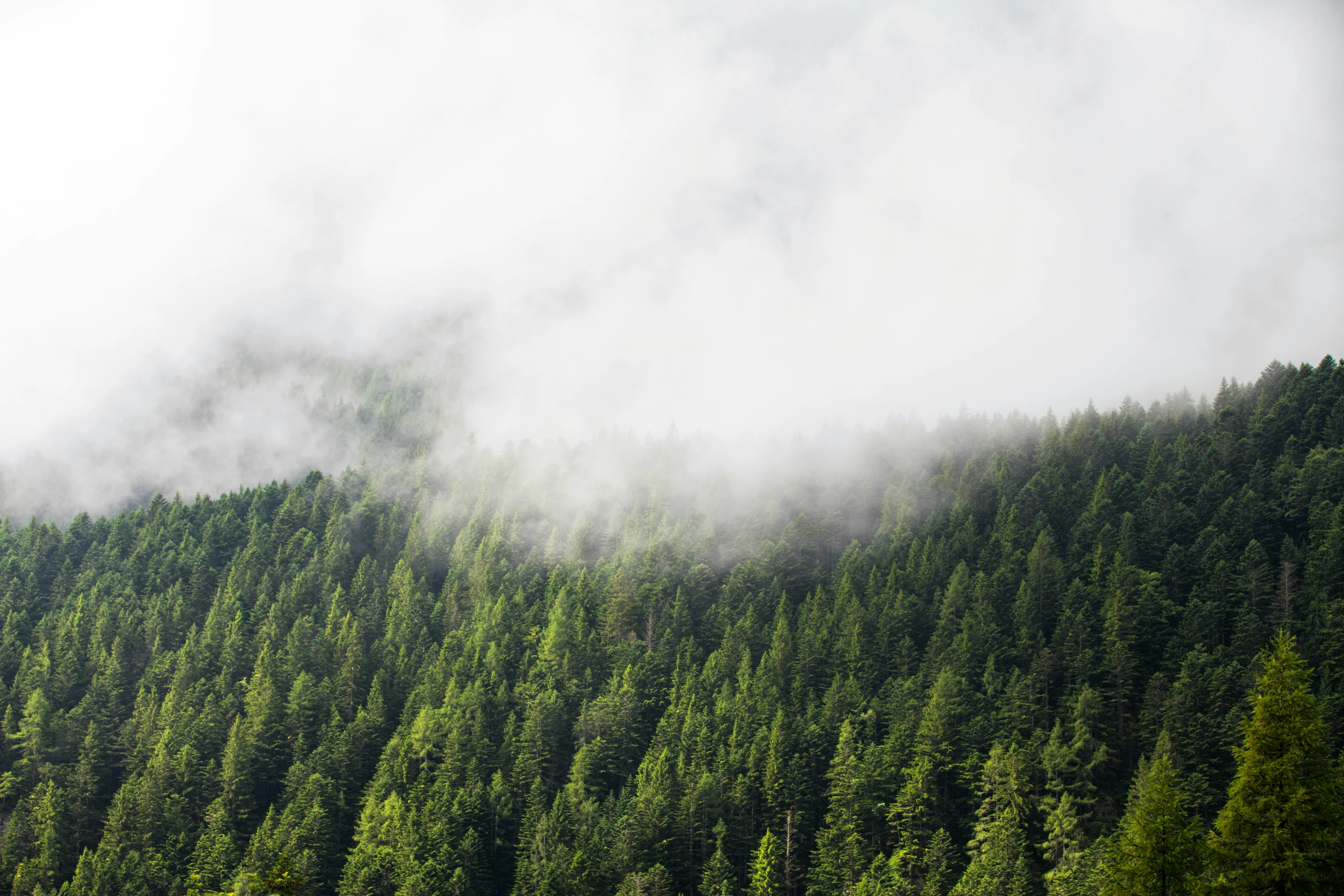 there is clouds over some tall trees