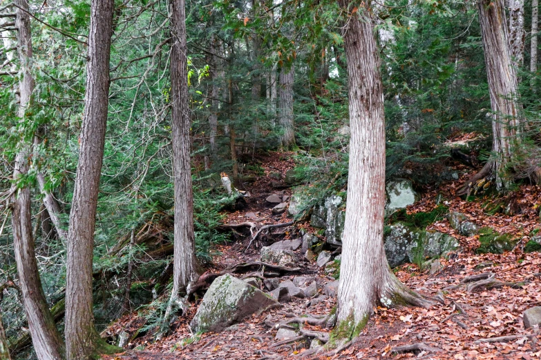 many trees that have fallen in a forest