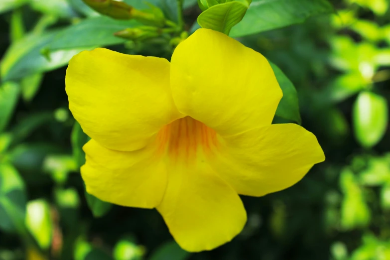 a yellow flower with red stamen on it