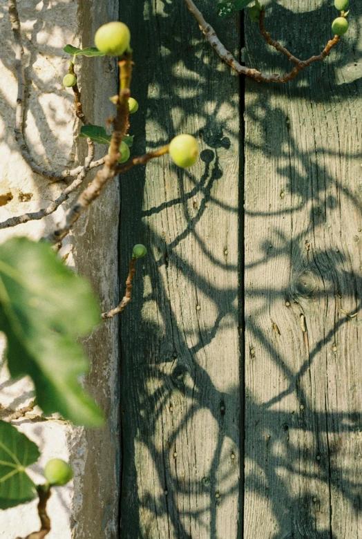 a tree nch with fruit on it casting a shadow over the wooden surface