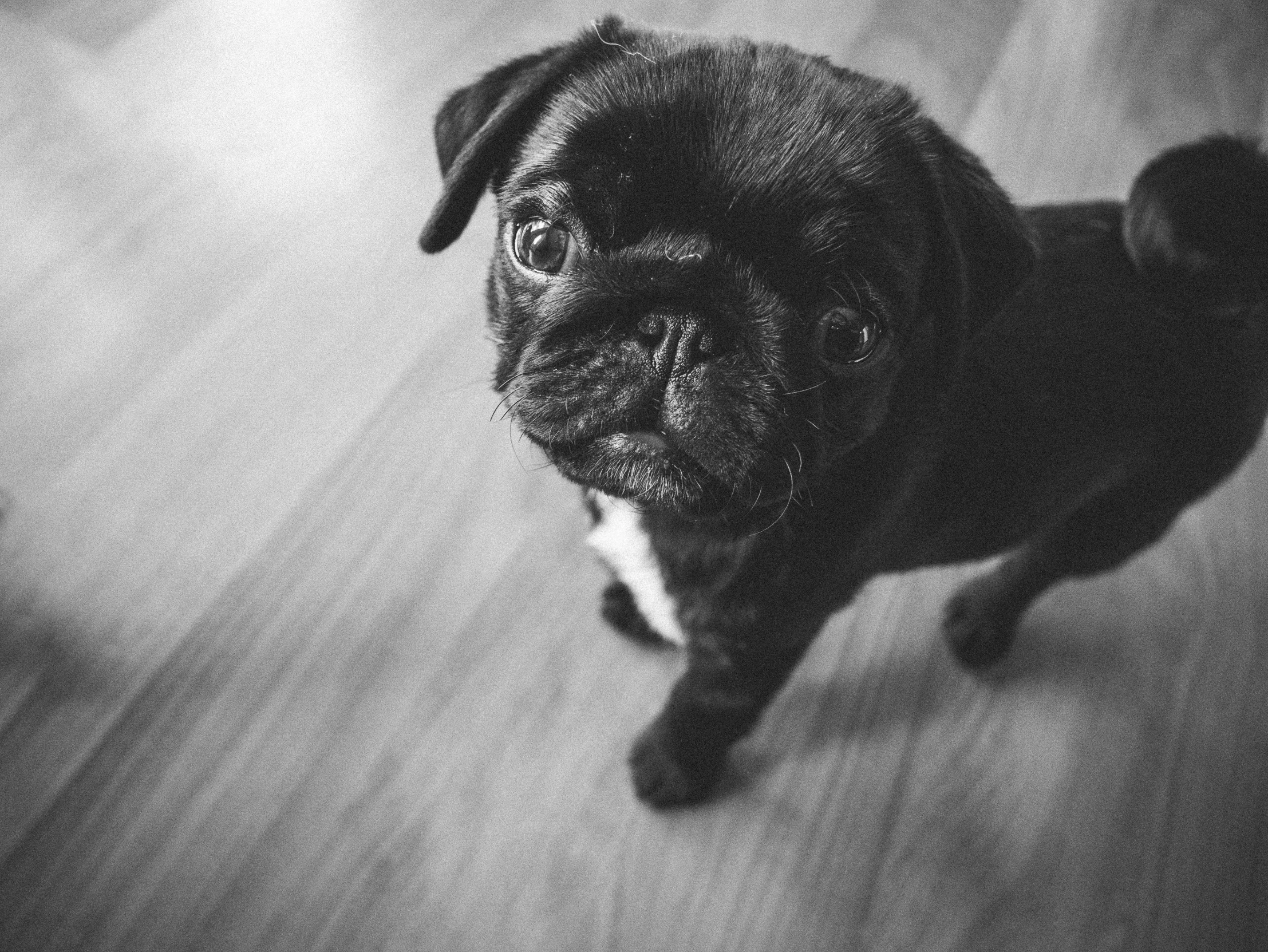 a black and white image of a pug dog