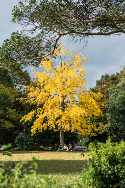 a lone tree sitting in the middle of a park