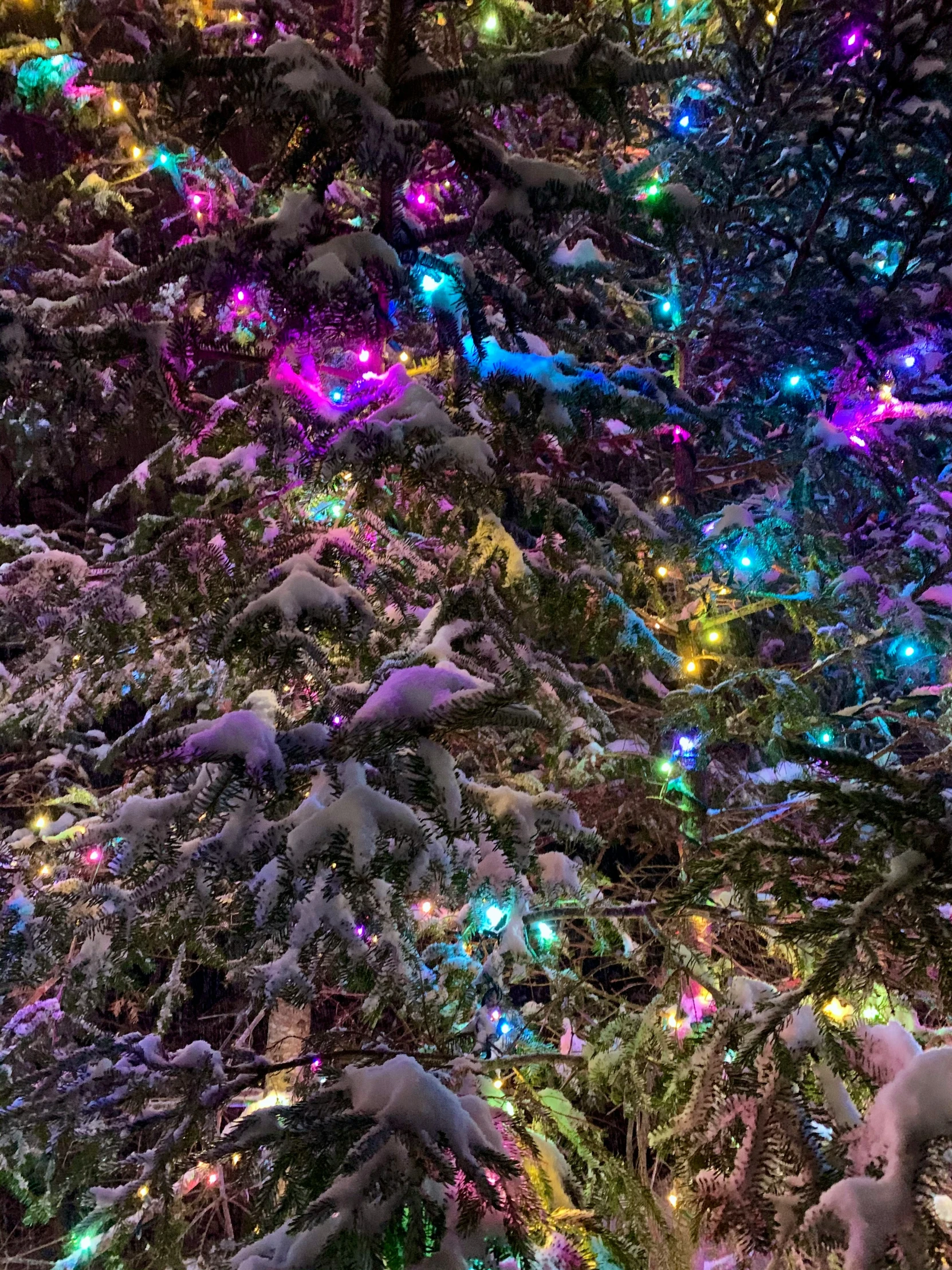 trees with different colored lights are illuminated in the snow