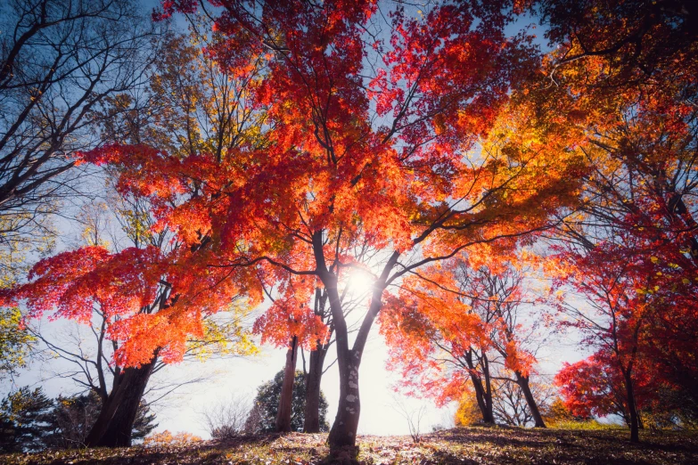 autumn trees with bright red leaves and sunshine in background