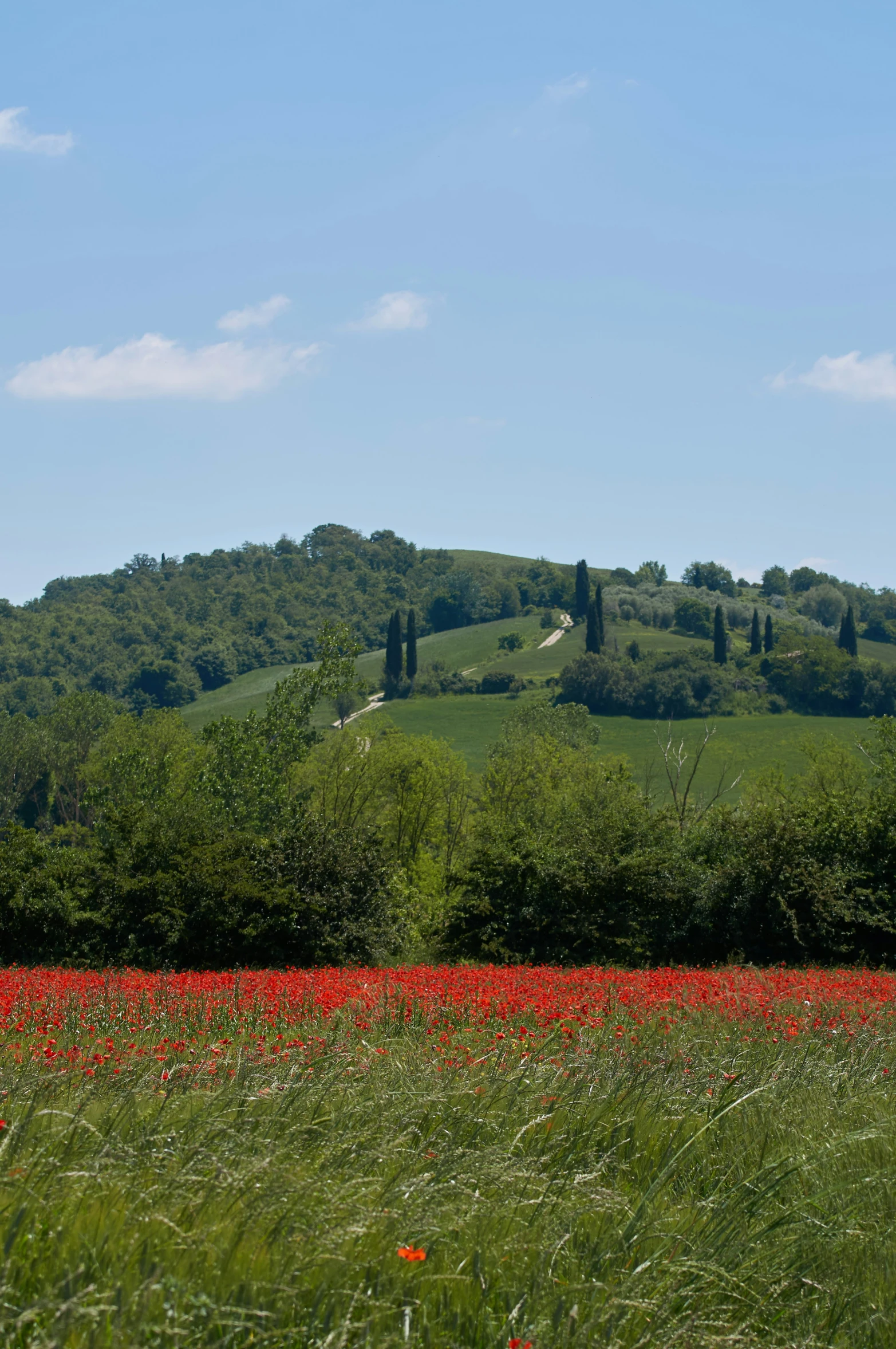 a field of wildflowers with hills in the background