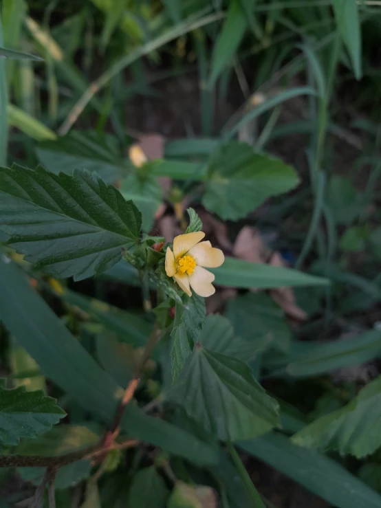 a yellow flower that is sitting on a leaf