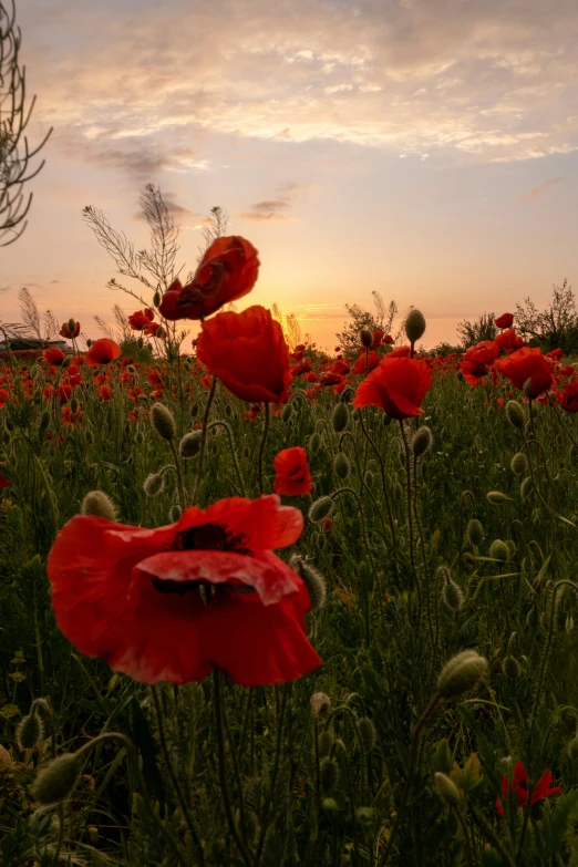 a field full of red flowers under the clouds