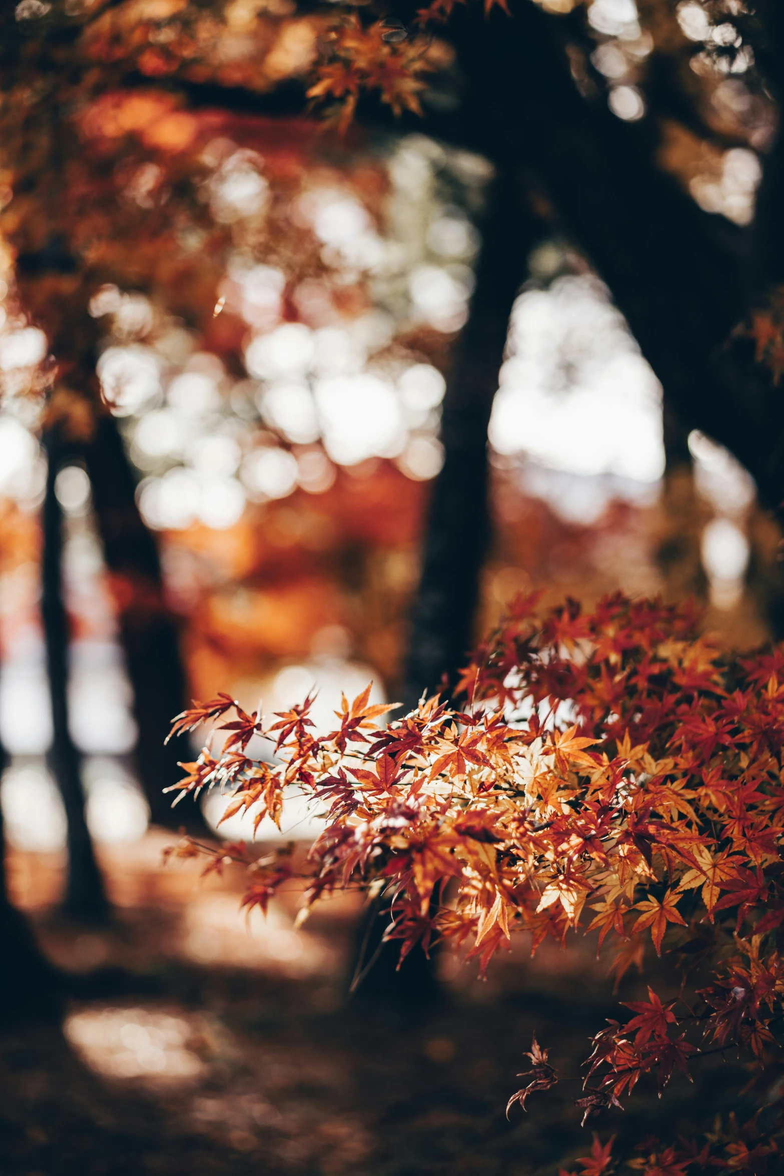 an image of some fall foliage in the woods