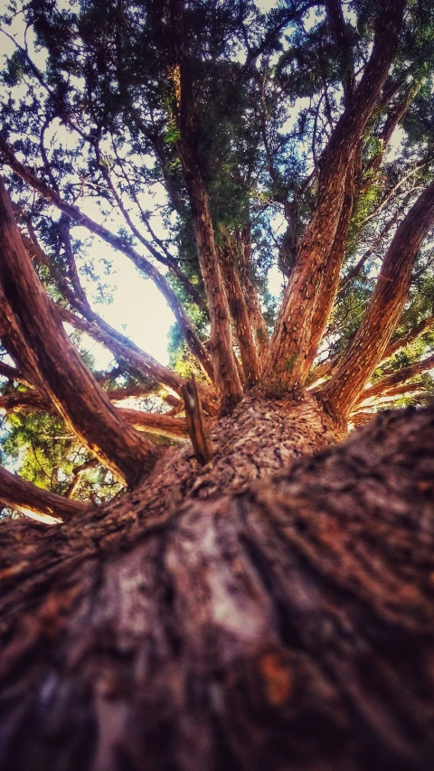 a large tree standing tall with lots of trees surrounding it