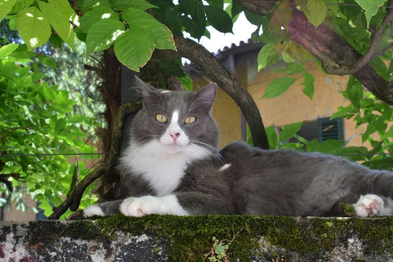 a gray and white cat is sitting on a mossy ledge