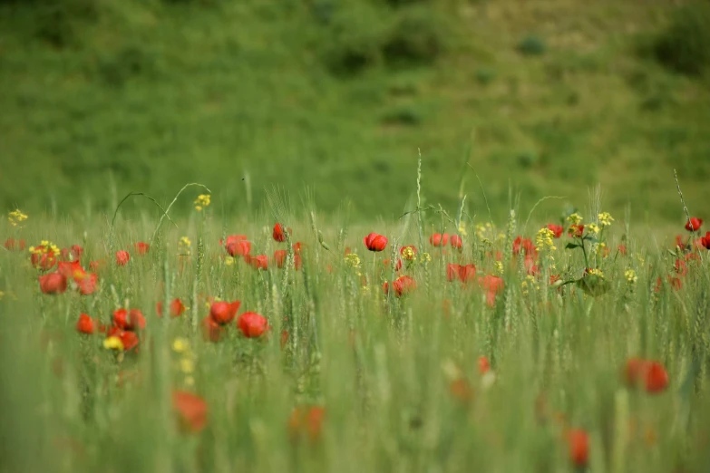 some red flowers are in the grass