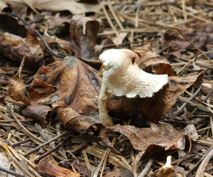 there is a single mushroom growing in the ground