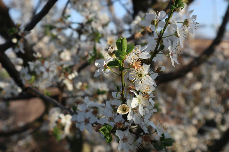 blooming tree nches with flowers in the foreground