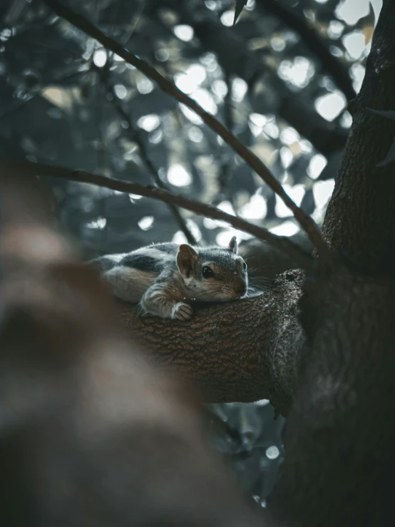 a squirrel sits on top of a tree and rests