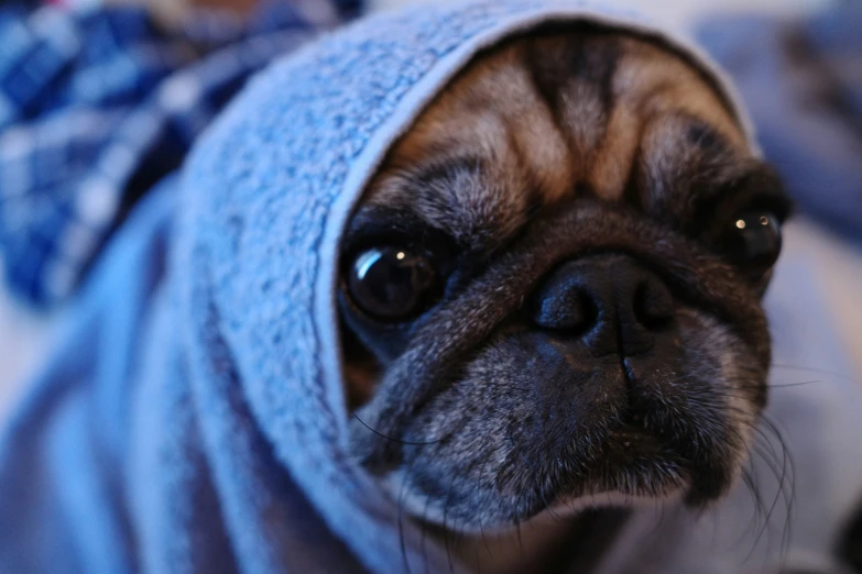 a small brown dog with a towel on top of it