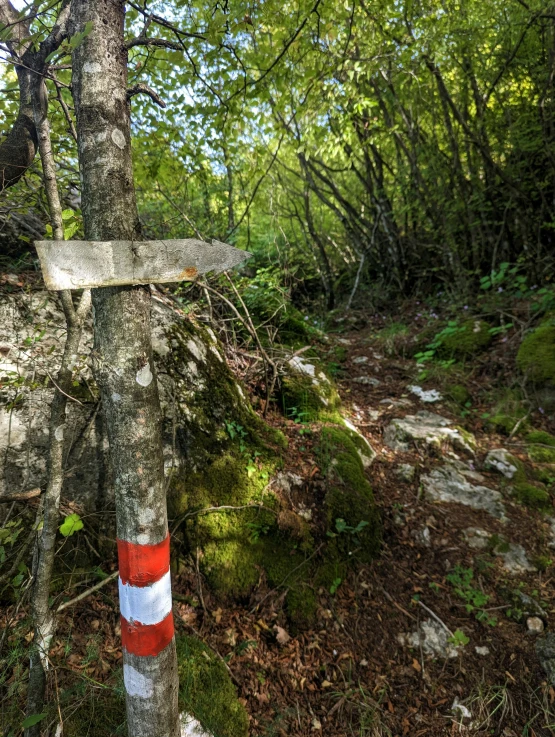 there is a road sign in a forest