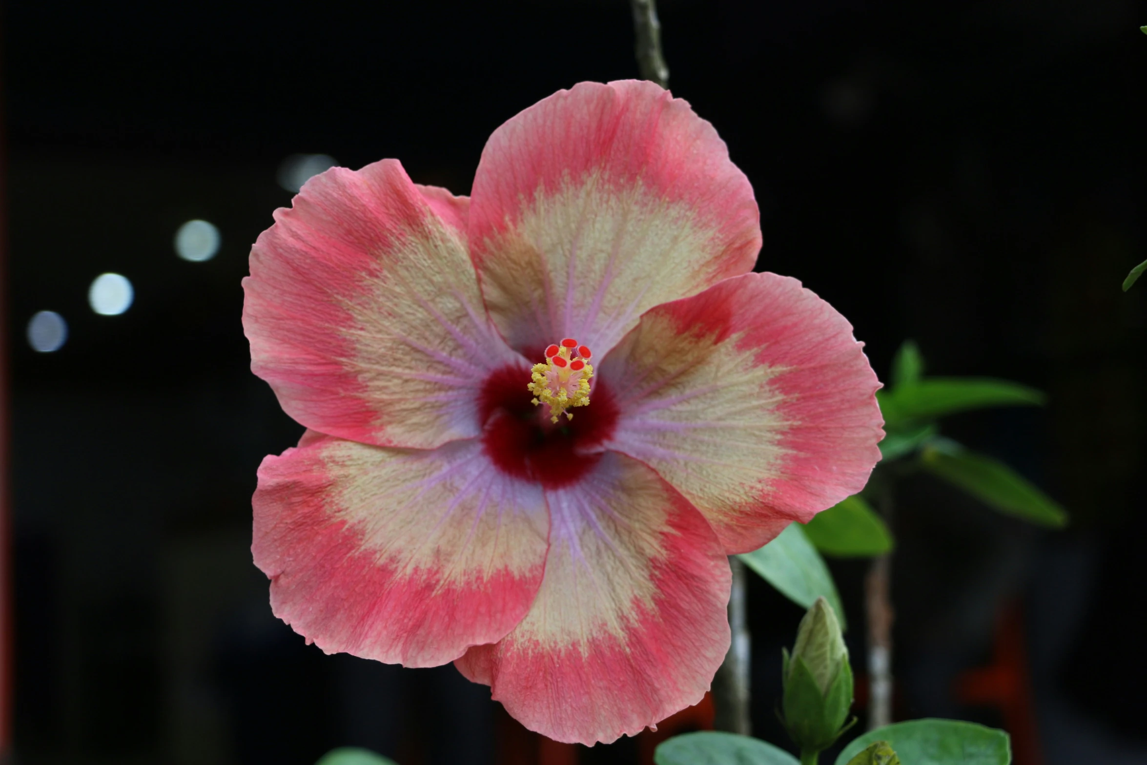 a pink and yellow flower with large green leaves