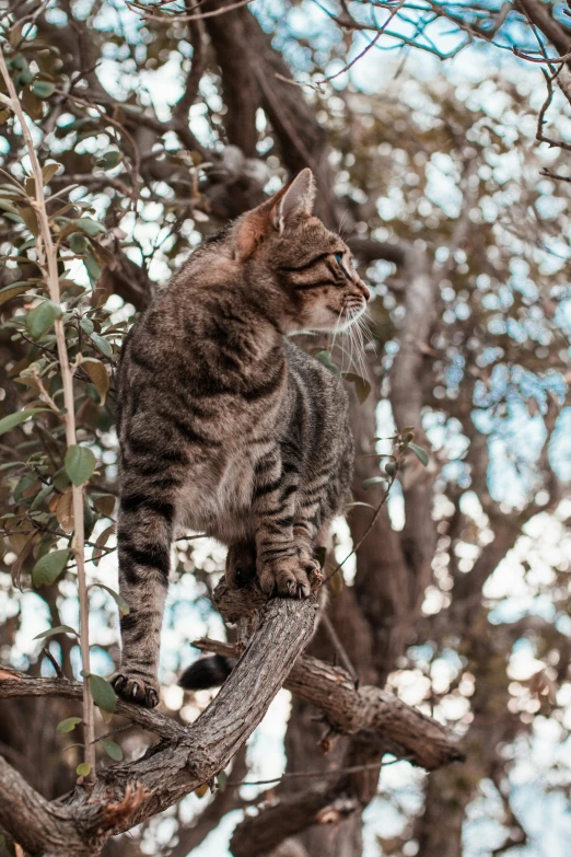 there is a small tabby cat sitting in a tree