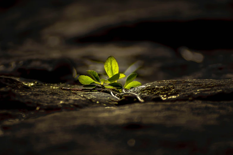 a plant sprouts from the ground next to its roots