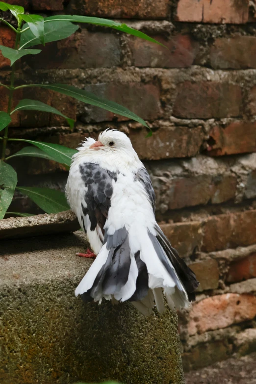a black and white bird standing on cement