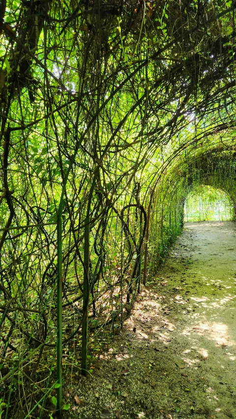 a path that is surrounded by many trees