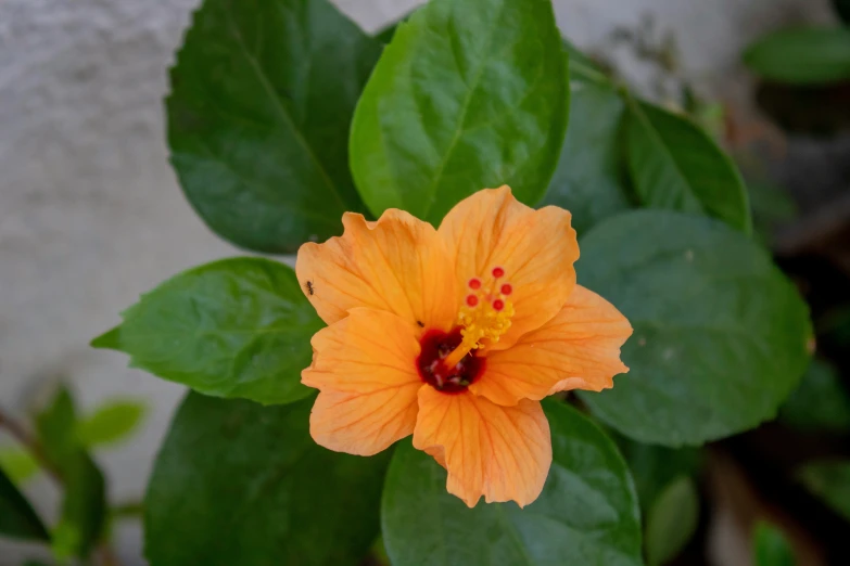 a bright orange flower sits on a green plant