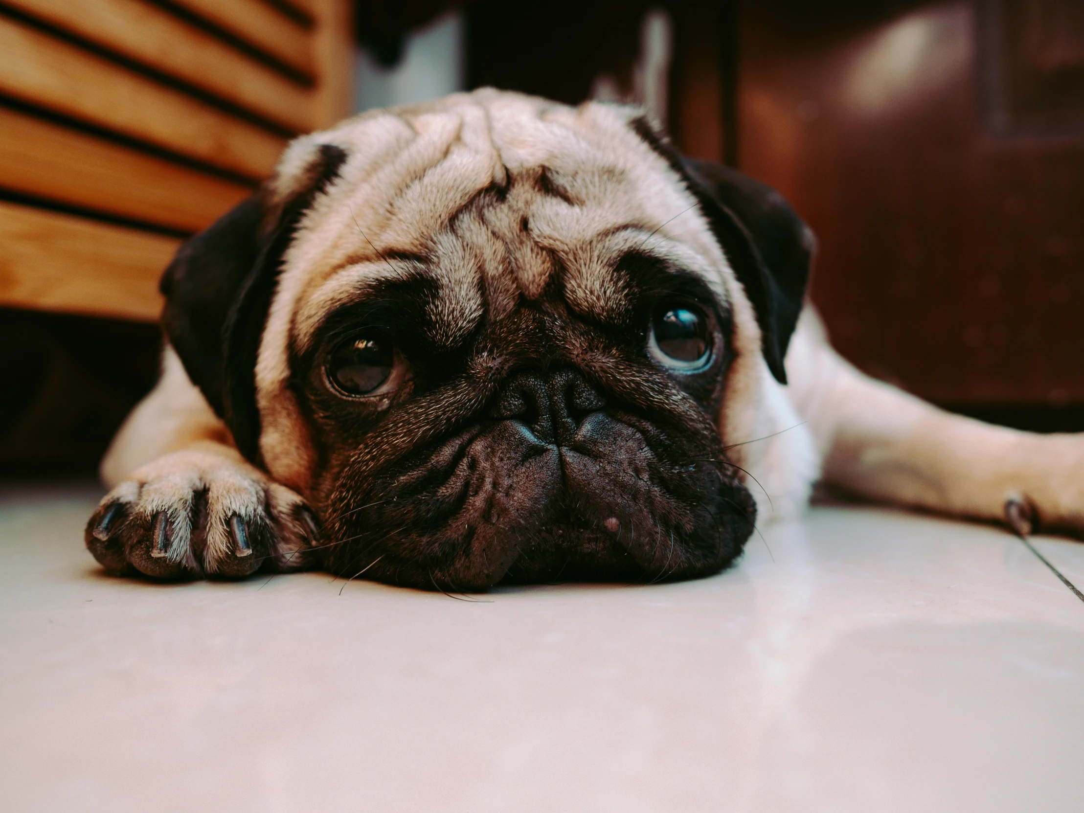 a pug dog sitting on the floor with a sad expression