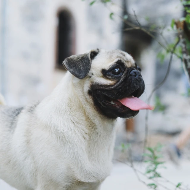 a small dog looking up at the camera