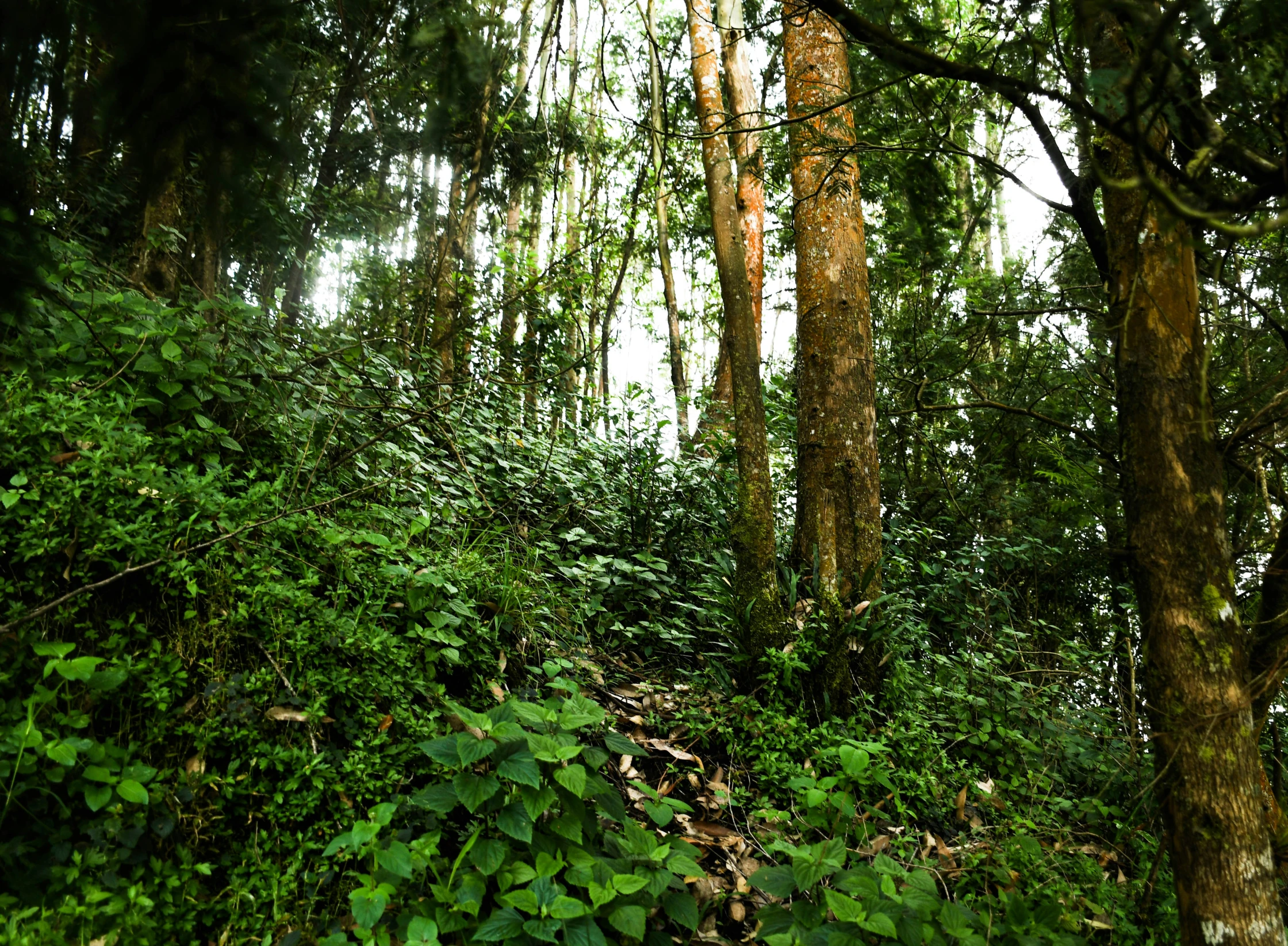 many trees and plants all around in the woods