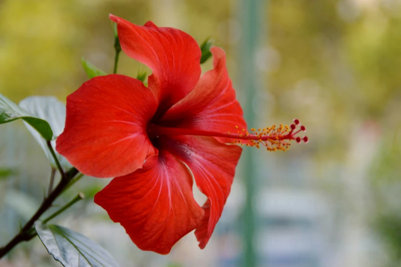 a single red flower on a nch with greenery