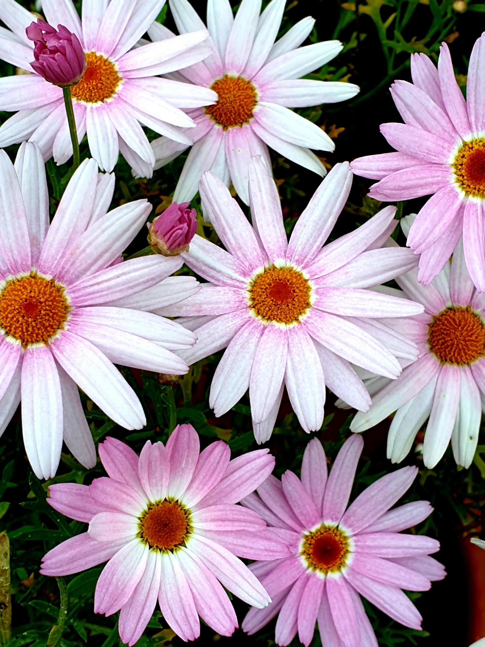 several very pretty flowers together with one pink one