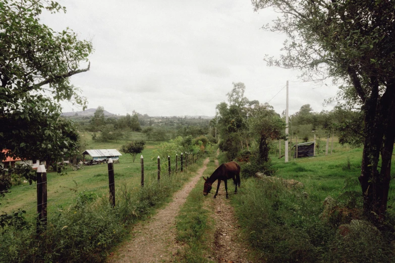 a horse is on the dirt road by a field