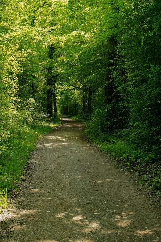 an image of a dirt road in the woods