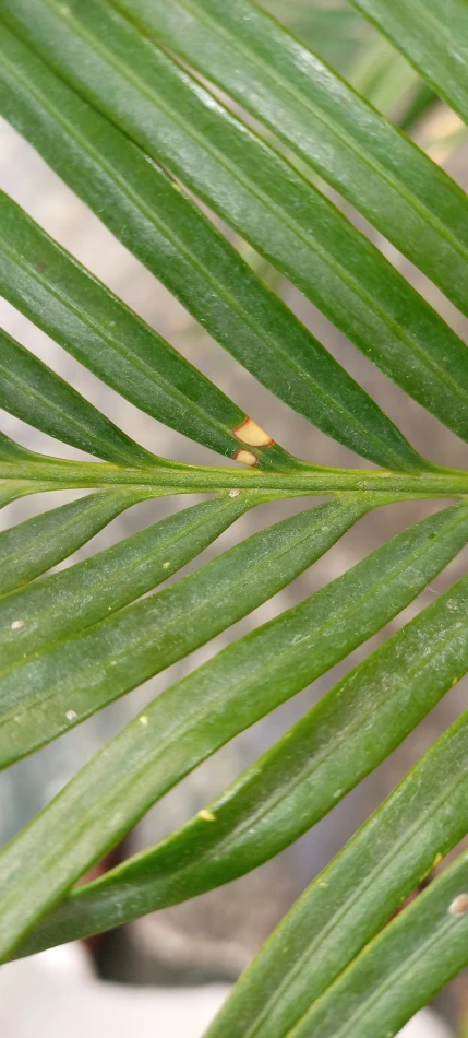 close up of a green leaf with water drops on it