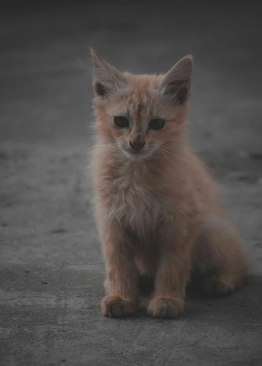 a kitten sitting on the ground looking at the camera