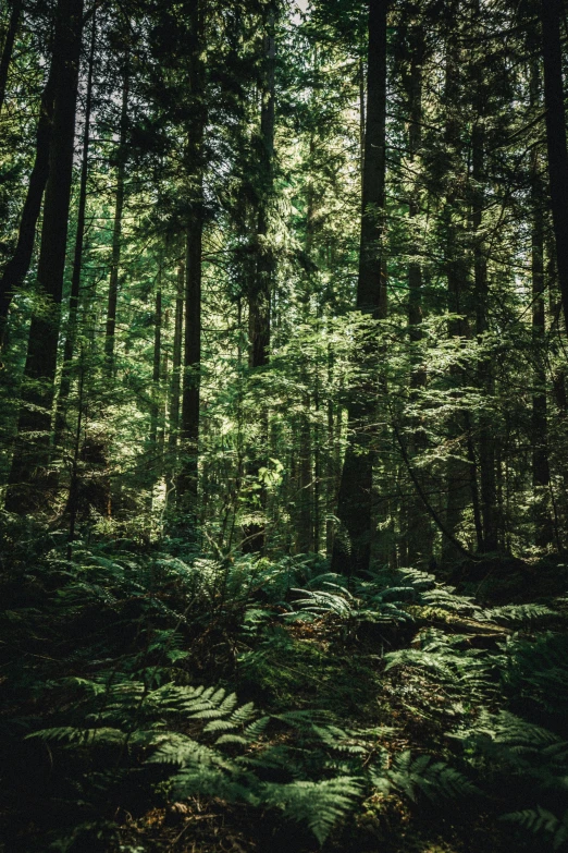 large trees in the forest near many fern and other vegetation