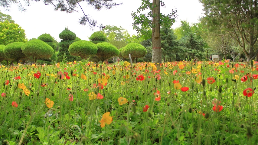 a large field of flowers is full of colorful flowers