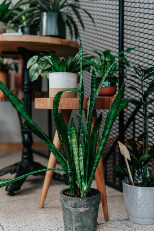 a plant is in the middle of a room with other potted plants