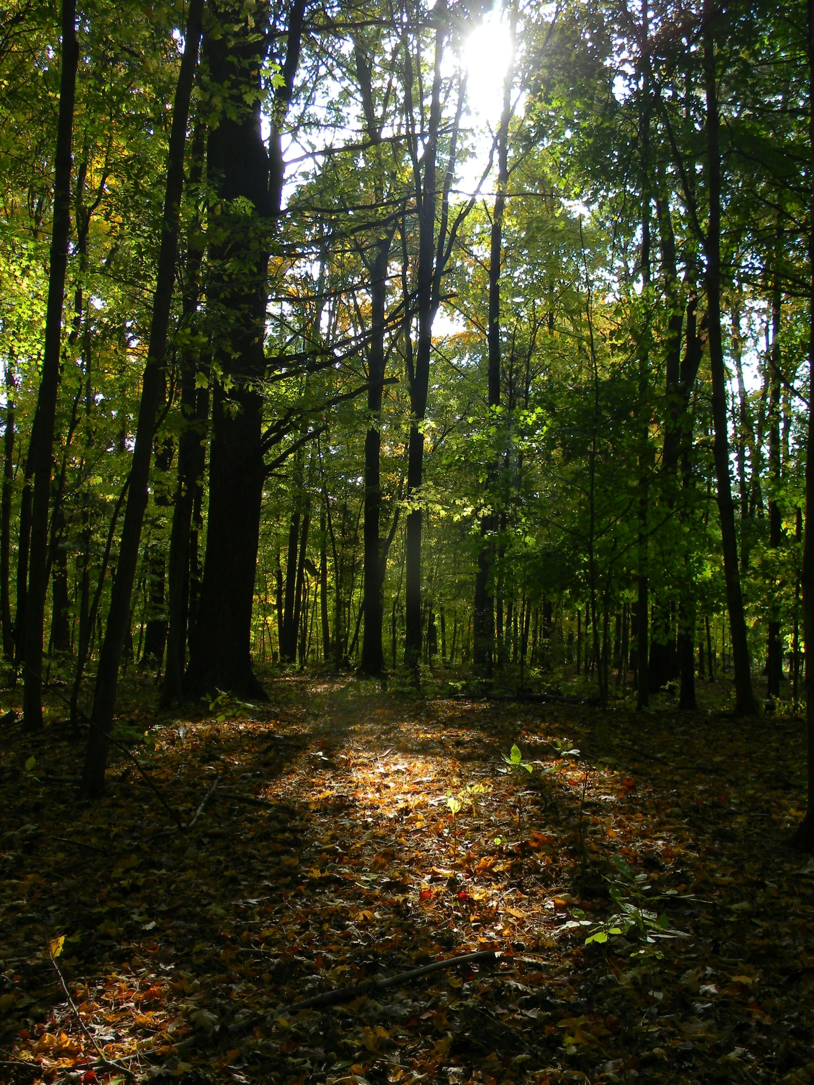 sunlight shines through the trees of a forest