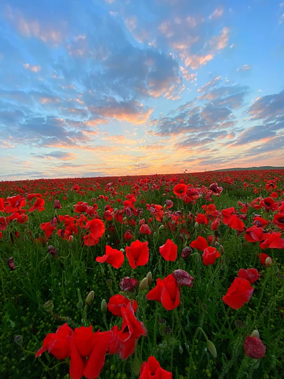 a field of flowers with the sun rising in the distance